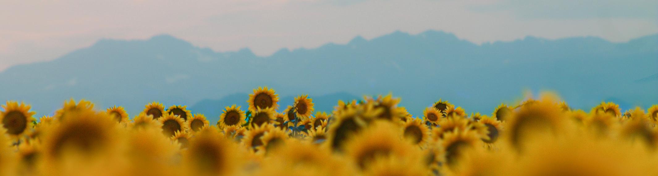 A field of sunflowers with a Colorado mountain range in the background