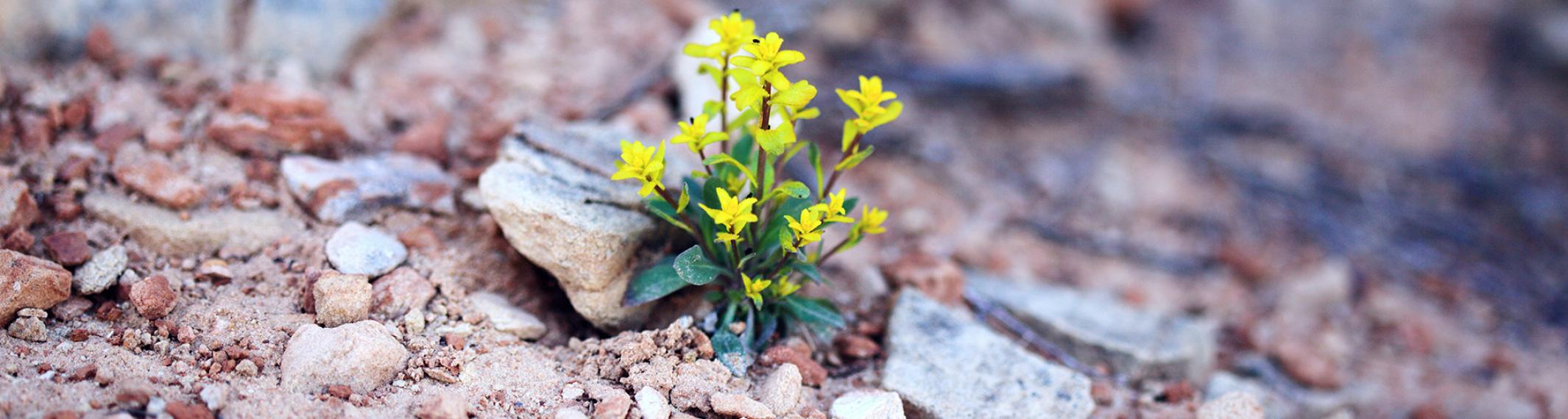 a group of yellow flowers growing in a rocky field